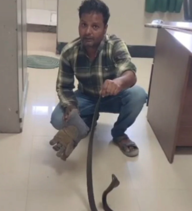 पाली बांगड़ अस्पताल में डॉक्टर के कमरे से सांप का रेस्क्यू करते स्नेक कैचर