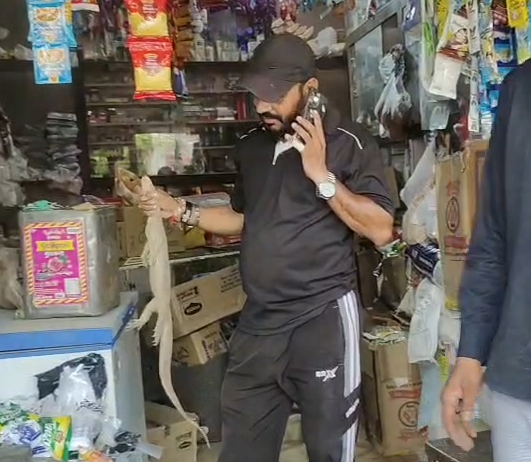 अलवर में दुकान के अंदर रेस्क्यू किया गया मॉनिटर लिजार्ड (गोहरा)
