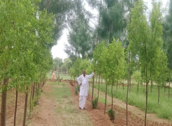 Alwar News: अलवर में चंदन की खेती से किसान को बड़ा लाभ