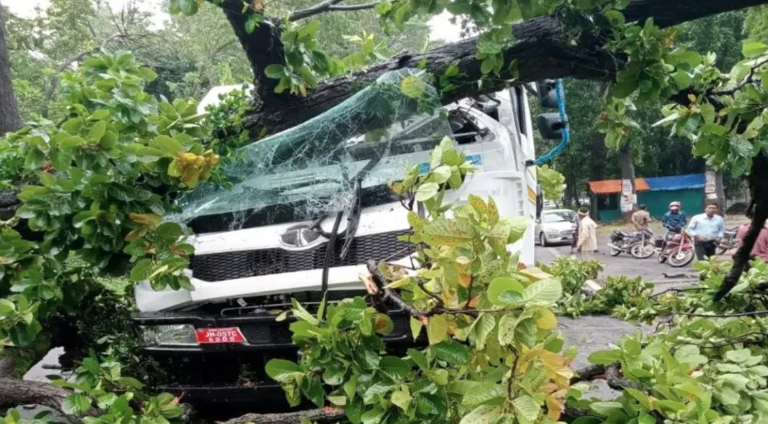 अंबिकापुर हाईवे पर ट्रक पर गिरा विशाल पेड़, ड्राइवर घायल