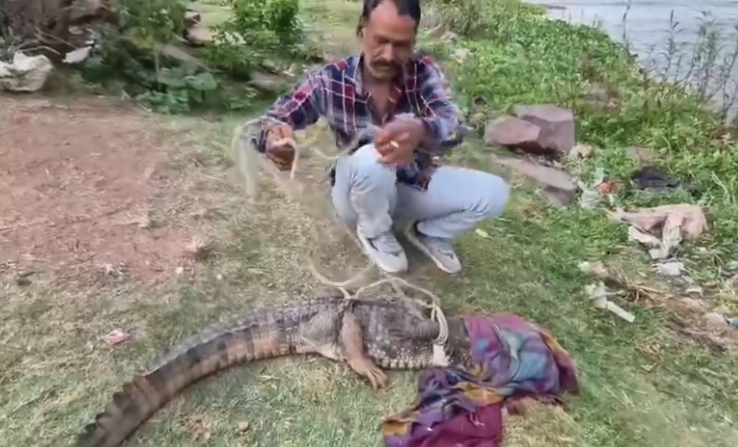 कोटा हॉस्टल में घुसा 5 फीट लंबा मगरमच्छ, मची दहशत